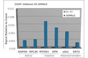 Chromatin Immunoprecipitation (ChIP) image for anti-Histone 3 (H3) (H3K9me2) antibody (ABIN5706785)