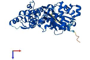 AlphaFold protein structure predicition of Human Recombinant ACTBL2 Protein, UniprotID Q562R1
