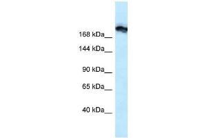 Western Blot showing Tjp1 antibody used at a concentration of 1. (TJP1 Antikörper  (N-Term))