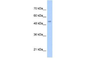 WB Suggested Anti-LCAT Antibody Titration:  5. (LCAT Antikörper  (N-Term))