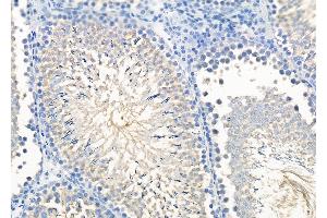 ABIN6264553 and ABIN6279706 at 1/100 staining Rat testis tissue by IHC-P. (RAB11FIP1 Antikörper  (N-Term))