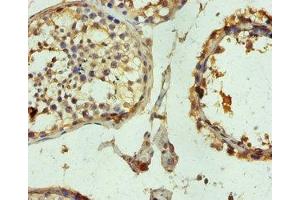 Immunohistochemistry of paraffin-embedded human testis tissue using ABIN7173683 at dilution of 1:100 (TUBB3 Antikörper  (AA 1-210))