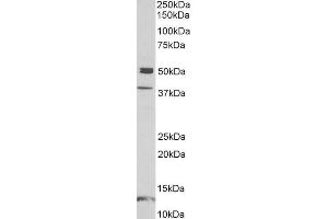 ABIN1590139 (1µg/ml) staining of Human Frontal Cortex lysate (35µg protein in RIPA buffer). (NPX1 Antikörper  (Internal Region))
