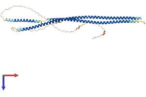 Keratin 35 Protein (KRT35) (AA 1-455) (His tag)