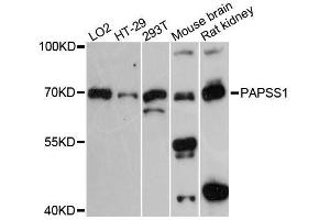 Western blot analysis of extracts of various cell lines, using PAPSS1 antibody. (PAPSS1 Antikörper  (AA 190-260))