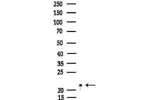 anti-CDC42 Effector Protein (Rho GTPase Binding) 5 (CDC42EP5) (N-Term) antibody