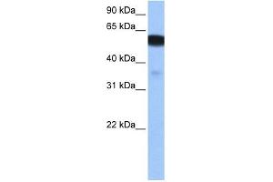 NHEDC1 antibody used at 0.