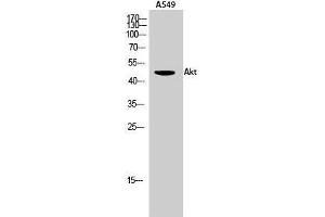 Western Blot (WB) analysis of A549 cells using Akt Polyclonal Antibody.