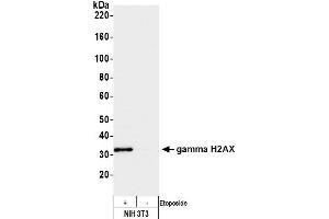 Western Blotting (WB) image for anti-gamma Histone Variant H2AX (GAMMA-H2AX) (Ser140) antibody (ABIN7449557) (gamma H2AX Antikörper  (Ser140))