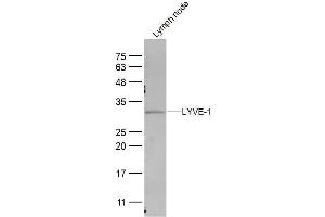 Mouse lymph Node lysates probed with LYVE-1 Polyclonal Antibody, Unconjugated  at 1:300 dilution and 4˚C overnight incubation. (LYVE1 Antikörper  (AA 51-150))
