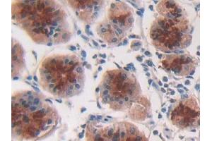 DAB staining on IHC-P; Samples: Human Stomach Tissue (IFNA2 Antikörper  (AA 24-188))