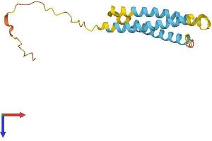 NINJ1 Protein (AA 1-152) (His tag)
