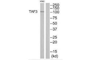 Western blot analysis of extracts from K562 cells, using TAF3 antibody. (TAF3 Antikörper)