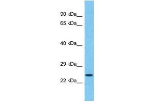 Western Blotting (WB) image for anti-Transmembrane Emp24 Protein Transport Domain Containing 5 (TMED5) (C-Term) antibody (ABIN2500383) (TMED5 Antikörper  (C-Term))