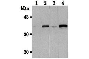 Western Blotting (WB) image for anti-Tumor Necrosis Factor (Ligand) Superfamily, Member 13b (TNFSF13B) antibody (ABIN1449224) (BAFF Antikörper)