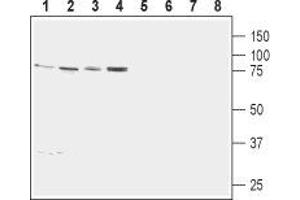 Calnexin (CANX) peptide
