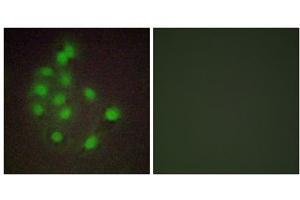 Immunofluorescence analysis of A549 cells, using HAND1 antibody. (HAND1 Antikörper  (C-Term))