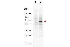 Western blot using  Protein A purified Mouse Monoclonal anti-Pdcd4 pS457 antibody shows detection of phosphorylated Pdcd4 (indicated by arrowhead at ~62 kDa) in NIH-3T3 cells after 5 min treatment with 30 ng/mL PDGF (lane 2).