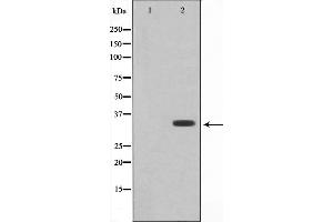 Western blot analysis on RAW264. (COX11 Antikörper  (Internal Region))
