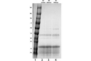 Recombinant Histone H3 monomethyl Lys18 tested by SDS-PAGE gel.