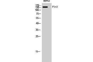 Western Blotting (WB) image for anti-Fms-Related tyrosine Kinase 3 (FLT3) (Ser387) antibody (ABIN3184641) (FLT3 Antikörper  (Ser387))