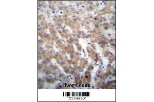 FGFRL1 Antibody immunohistochemistry analysis in formalin fixed and paraffin embedded human liver tissue followed by peroxidase conjugation of the secondary antibody and DAB staining. (FGFRL1 Antikörper  (N-Term))
