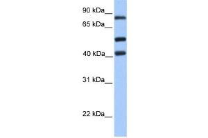 Western Blotting (WB) image for anti-Host Cell Factor C2 (HCFC2) antibody (ABIN2457963) (HCFC2 Antikörper)