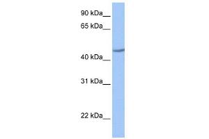 WB Suggested Anti-ZNF485 Antibody Titration:  0. (ZNF485 Antikörper  (C-Term))