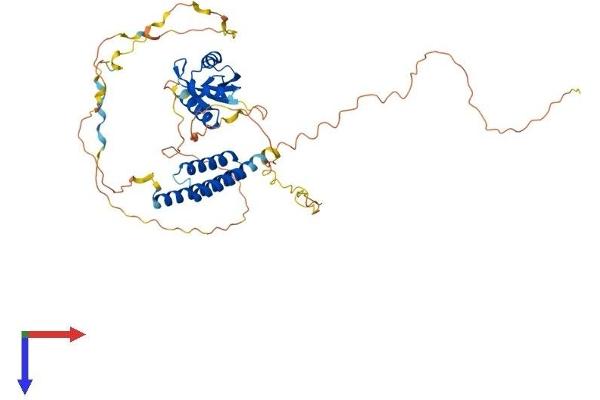 CPSF7 Protein (AA 1-471) (His tag)