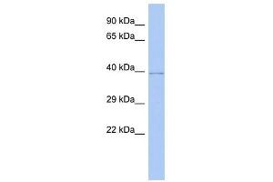 WDR53 antibody used at 1 ug/ml to detect target protein. (WDR53 Antikörper  (Middle Region))