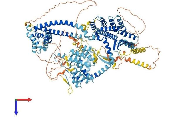 SIN3B Protein (AA 1-1098) (His tag)
