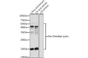 Western blot analysis of extracts of various cell lines, using Pan DiMethyl-lysine antibody (ABIN7266777) at 1:500 dilution. (Dimethyl-Lysine Antikörper)