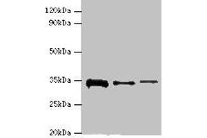 STK16 Antikörper  (AA 1-305)