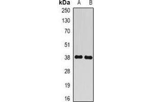 Western blot analysis of BCLG expression in mouse liver (A), rat brain (B) whole cell lysates.