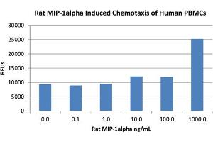 SDS-PAGE of Rat Macrophage Inflammatory Protein-1 alpha (CCL3) Recombinant Protein Bioactivity of Rat Macrophage Inflammatory Protein-1 alpha (CCL3) Recombinant Protein. (CCL3 Protein)