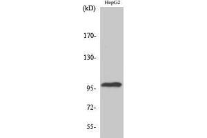Western Blotting (WB) image for anti-Topoisomerase (DNA) III beta (TOP3B) (N-Term) antibody (ABIN3180929)