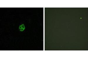 Peptide - +Western blot analysis of extracts from K562 cells, treated with PMA (1ng/ml, 15mins), using GPR151 antibody. (GPR151 Antikörper  (Internal Region))