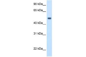 WB Suggested Anti-MAT1A Antibody Titration:  2. (MAT1A Antikörper  (C-Term))