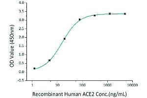 Immobilized Recombinant 2019-nCoV Spike S1-His-Avi at 2 μg/mL (100 μL/well) can bind Recombinant Human ACE2 with a linear range of 1.