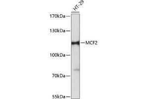 Western blot analysis of extracts of HT-29 cells, using MCF2 antibody (ABIN6133243, ABIN6143632, ABIN6143633 and ABIN6216611) at 1:3000 dilution. (MCF2 Antikörper  (AA 872-1001))