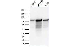 Western Blot Analysis of MCF-7, HEK-293, A549 lysate using MCM7 Mouse Monoclonal Antibody (MCM7/1466). (MCM7 Antikörper  (AA 195-319))