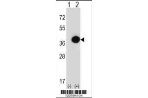 Western blot analysis of PHYH using rabbit polyclonal PHYH Antibody using 293 cell lysates (2 ug/lane) either nontransfected (Lane 1) or transiently transfected (Lane 2) with the PHYH gene. (PHYH Antikörper  (N-Term))