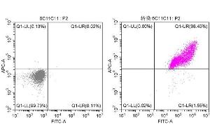 Flow Cytometry (FACS) image for anti-Green Fluorescent Protein (GFP) antibody (ABIN7141875)