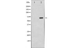 Western blot analysis of SRF expression in PMA treated NIH-3T3 whole cell lysates,The lane on the left is treated with the antigen-specific peptide. (SRF Antikörper  (N-Term))