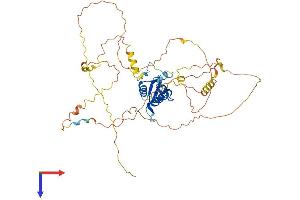 FOXD1 Protein (AA 1-465) (His tag)
