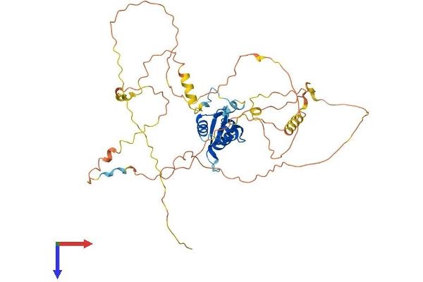 FOXD1 Protein (AA 1-465) (His tag)