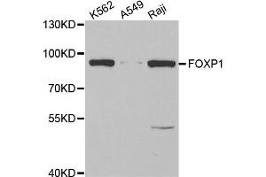Western blot analysis of extracts of various cell lines, using FOXP1 antibody. (FOXP1 Antikörper)