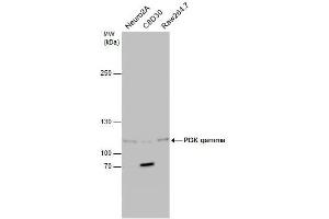 WB Image Various whole cell extracts (30 μg) were separated by 5% SDS-PAGE, and the membrane was blotted with PI3K gamma antibody [C3], C-term , diluted at1:500. (PIK3 gamma Antikörper  (C-Term))