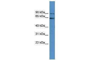 Fmr1 antibody used at 0.