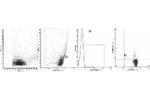 Image no. 2 for anti-Transforming Growth Factor, beta 1 (TGFB1) antibody (ABIN1109227) (TGFB1 Antikörper)